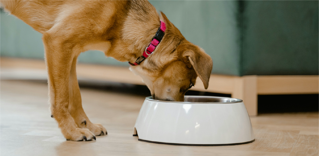 FreshPupFarms_Shopify_WhyFresh_C2.1-02.png__PID:80fc2d1c-e16a-4de0-962a-3ad8b44e427a