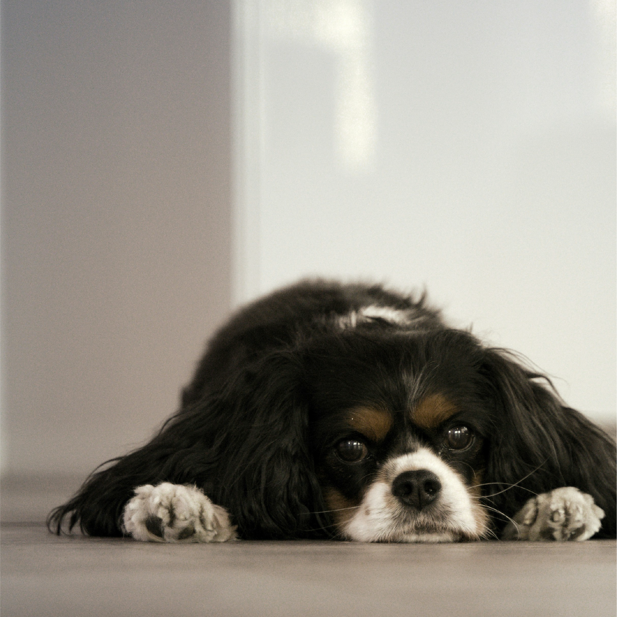 FreshPupFarms_Shopify_WhyFresh_C2.1-05.png__PID:54269571-80fc-4d1c-a16a-4de0962a3ad8