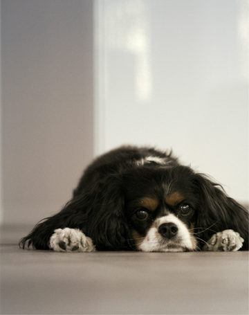 FreshPupFarms_Shopify_WhyFresh_C2.1-05.png__PID:54269571-80fc-4d1c-a16a-4de0962a3ad8