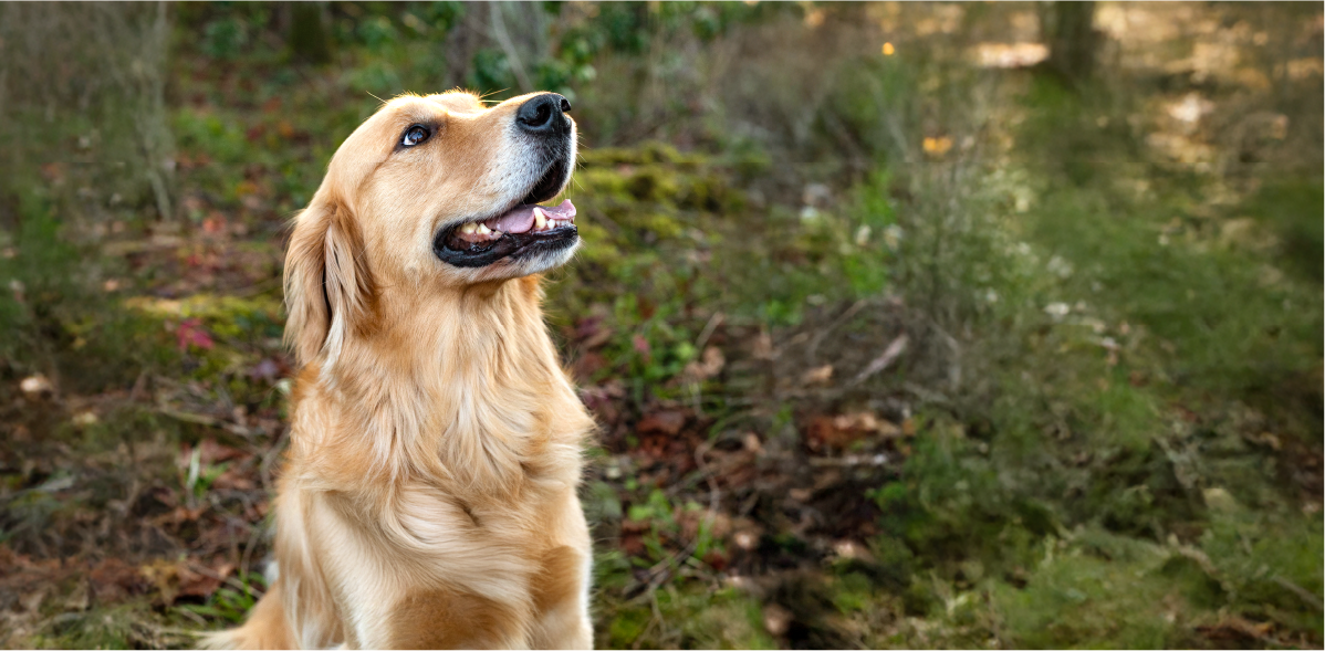 FreshPupFarms_Shopify_WhyFresh_C2.1-07.png__PID:5d85cfe7-8913-42a1-9364-b8e0e23ae57d